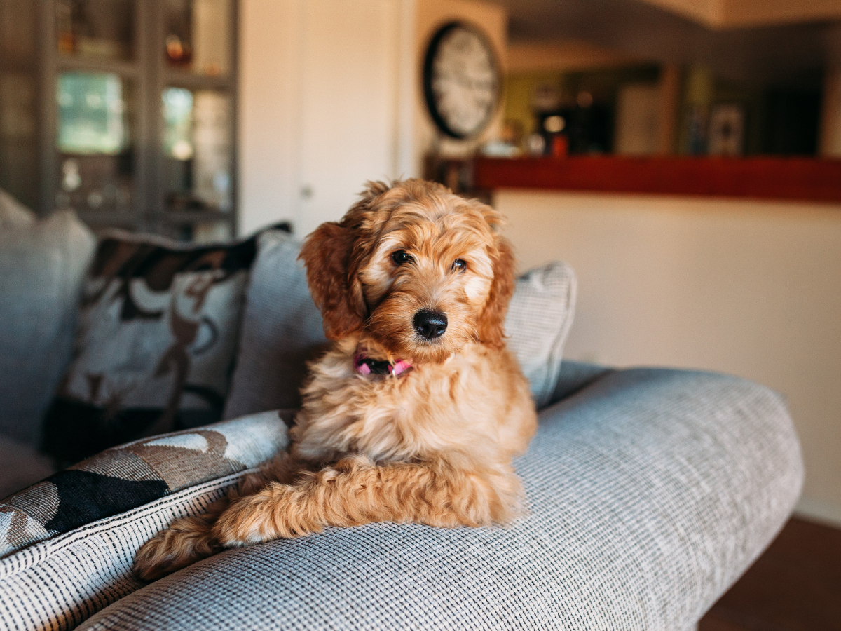 Pros of Allowing Pets in Your Denver Rental Property